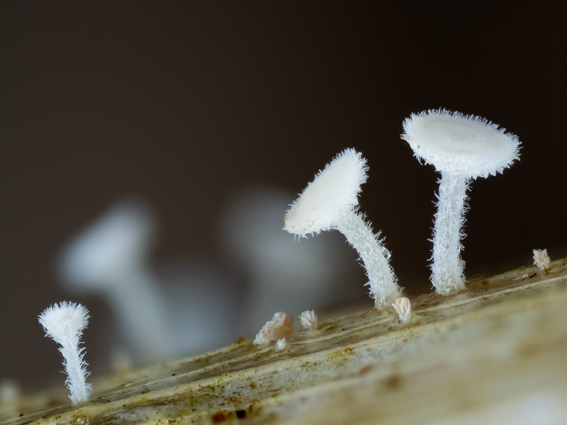 Lachnum longipilosum